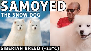 Samoyed  Siberian SNOW DOG Breed in India  Color Grooming amp Temperment of Puppy  Badal Bhandari [upl. by Nnyrb]