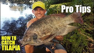 WILD TILAPIA fishing PRO TIPS [upl. by Nared]