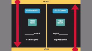 Médula espinal Vías ascendentes y descendentes [upl. by Tiffie]
