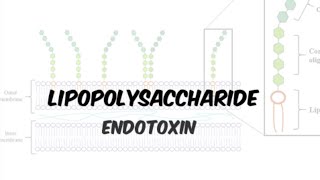 Lipopolysaccharide LPS Endotoxin  gramnegative bacteria in Hindiurdu [upl. by Ernest]