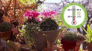 INDIAKA® Cyclamen  Care tips for busy gardeners [upl. by Elle]