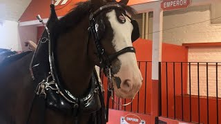 Big E Fair– Hallamore Clydesdales Circus Parade Shopping Haul [upl. by Krilov317]