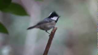 ヒガラさんの地鳴き A call of a Coal tit [upl. by Etteluap]