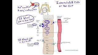 Intercalated cells and pH regulation by the DCT [upl. by Ylnevaeh410]