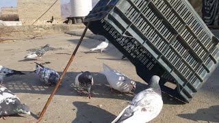 Unique Bird TrapquotHow To Trap Pigeon Easy With Box [upl. by Atinhoj]