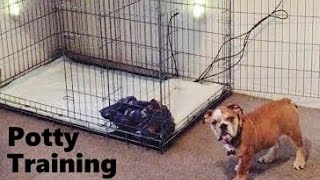 How to Potty Train an English Bulldog with the Puppy Apartment  Training English Bulldog Puppies [upl. by Chipman356]