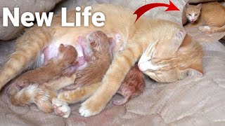 Cat giving birth to kittens  The pregnant cat gave birth quotto kittensquot [upl. by Armilla]