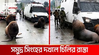 বিক্ষোভে রাস্তায় সীল মাছ  DBC NEWS Special [upl. by Akkim]