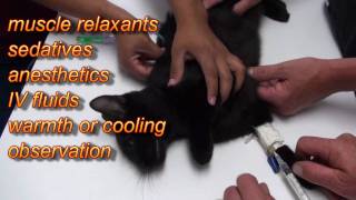 Advantix for Dogs Mistakenly Applied to Cat [upl. by Houser]