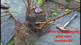 How to propagate your own rootstocks [upl. by Raclima]