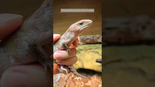 First time handling Smaug my baby northern blue tongue skink  6 weeks [upl. by Amiarom190]