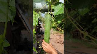 Fresh Fruits Loofah farming amazing loofah viral fruits shorts wildlife unzipfarm farmlife [upl. by Yuhas]