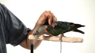 Get Parrot Comfortable with a Harness  Parrot Training [upl. by Sirret]