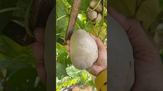 new fruit variety  Desi Jugad  Indian Farmer  shorts  yummyfarm  farmya  TechnicalFarming [upl. by Conrad123]