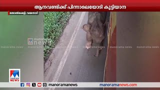 ആന വണ്ടിക്ക് പിന്നാലെ ഓടി കുട്ടിയാന സംഭവം വയനാട് തോല്‍പ്പെട്ടിയില്‍WayanadWild Elephant [upl. by Campney]