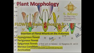 Flower Insertion of Floral Whorls on the thalamus Merous condition and Aestivation [upl. by Leroy]