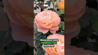 Unbelievable How to Plant Roses with Unique Techniques🌟🌹 Part 01 🌍 shorts short unique [upl. by Nylrehc]