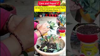 Echeveria succulent plant🪴succulent plant🌱plant care🌱viralvideotrendingshortsyoutubeshorts [upl. by Nudnarb]