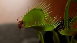 Venus Flytrap VS Ant [upl. by Othe]