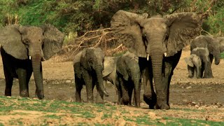 Why Wildlife Filmmaking Is So Important  Planet Earth III Behind The Scenes  BBC Earth [upl. by Aker]