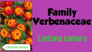 Lantana camara verbenaceae family [upl. by Mussman390]