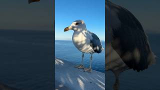 Meet the Seagull Whisperer of Ischia Island [upl. by Cira]