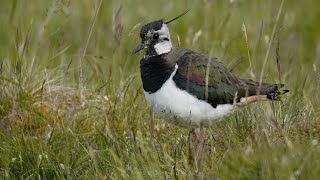 Lapwing Vanellus vanellus preening [upl. by Crin]