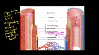 Maintaining a Balance  Dot point 23  Veins Arteries Capillaries  Relate structure to function [upl. by Jaco]