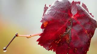 UMBRIA  LE VIGNE COLORATE  4k [upl. by Sissy895]