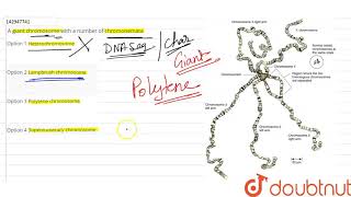 A giant chromosome with a number of chromonemata  12  HEREDITY AND VARIATION  BIOLOGY  SANTR [upl. by Margareta]