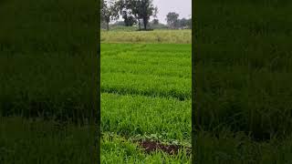 happy new year wheat spray weedicide तणनाशक agriculture farming [upl. by Oniskey38]