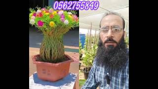 How to make Home gardening in Dubai 🌺 youtubeshorts shorts dubai [upl. by Ynnavoj]