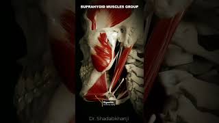 Suprahyoid muscles group  Human Anatomy [upl. by Yntrok]