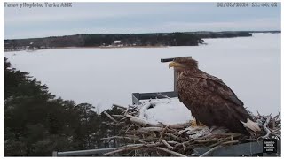 Whitetailed eagle Haliaeetus albicilla visits the osprey nest  812024 [upl. by Ttegirb]