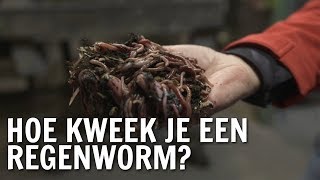 Hoe kweek je een regenworm  De Buitendienst over de Regenworm [upl. by Teik]