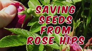 How To Save Rose Seeds From Rose Hips [upl. by Beetner]