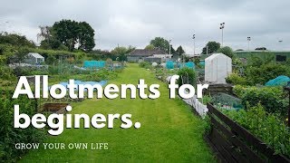 Allotments for beginners  vegetable gardening [upl. by Keyte]