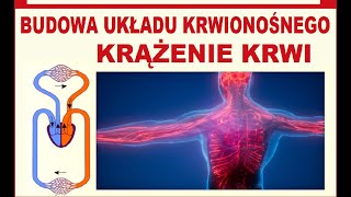 Krążenie krwi Obieg krwi Budowa układu krwionośnego [upl. by Galven]