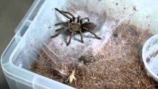 Tarantula Feeding 7 [upl. by Ssenav]