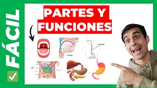 ✅PARTES del SISTEMA DIGESTIVO y sus FUNCIONES fácil [upl. by Olaznog]