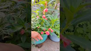 Balsam plant flowering tips reels gardening monsoongarden gardenflowers [upl. by Yecats658]