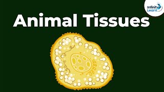 Epithelial  Types of Animal Tissues  Dont Memorise [upl. by Coltson413]