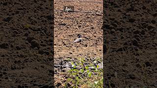 birdslover farmerslife naturelover nature shortvideo youtubeshorts viralvideo wildlife [upl. by Elinore]