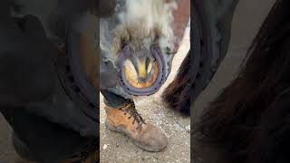 It doesn’t hurt 😅 The flames are just the dry hoof reacting to the hot shoe 🔥farrier horse [upl. by Shanahan]