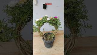 Portulaca flower blooming in plastic 🌹 flowers shorts horticulture portulaca ytshorts trending [upl. by Kee22]