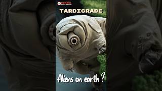 New Tardigrade Species Reveals Secrets to Radiation Survival [upl. by Lemak]