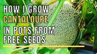 Growing Cantaloupe in Pots From Free Seeds growingcantaloupe cantaloupe [upl. by Seftton]