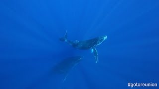 Le chant des baleines  île de La Réunion [upl. by Omrellig]