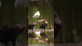 Great cormorant Aalscholver Phalacrocorax carbo wildlife birds nature [upl. by Busch]