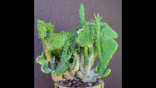 cactussucculents arte gardenart cactulover cacticollection rarecactus art gardening cacti [upl. by Dara]